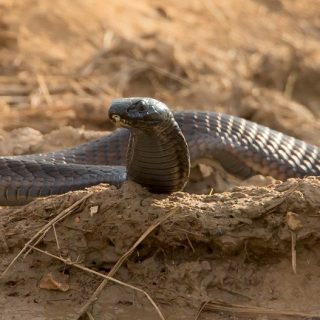 Arabian Cobra Facts And Pictures