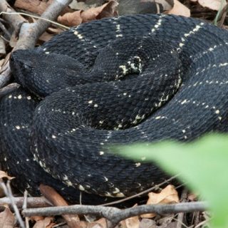 Arizona Black Rattlesnake Facts and Pictures