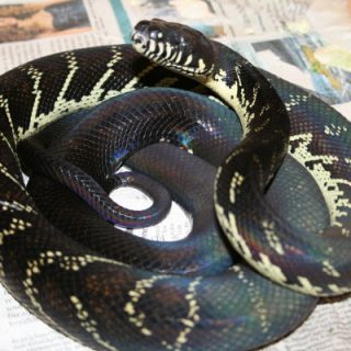 Boelen's Python Facts and Pictures