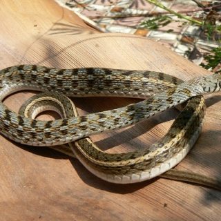 Buff Striped Keelback Facts and Pictures