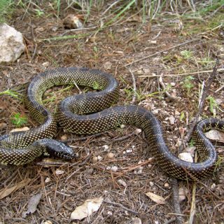 Desert Kingsnake Facts and Pictures