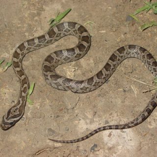 Great Plains Rat Snake Facts and Pictures