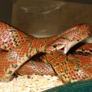 Japanese Forest Rat Snake Facts and Pictures