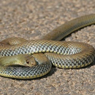 Montpellier Snake Facts and Pictures