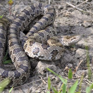 Prairie Kingsnake Facts and Pictures