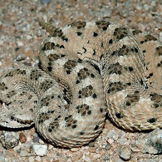 Sonoran Sidewinder Facts and Pictures