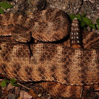 Tiger Rattlesnake Facts and Pictures