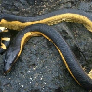 Yellow-bellied Sea Snake Facts and Pictures