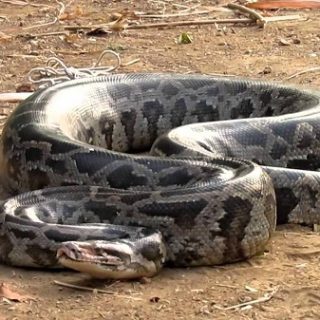 Indian Python Facts and Pictures