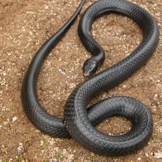 Indigo Snake Facts and Pictures