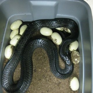 Indigo Snake Facts and Pictures