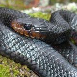 Indigo Snake Facts and Pictures