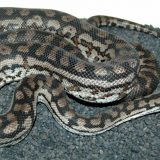 Snakes Facts And List Of Types With Pictures Reptile Fact