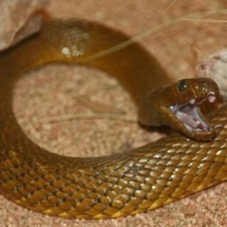 Inland Taipan Facts and Pictures