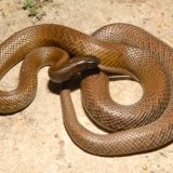 Inland Taipan Facts and Pictures