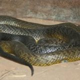 Inland Taipan Facts and Pictures