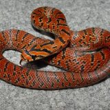 Japanese Forest Rat Snake Facts and Pictures