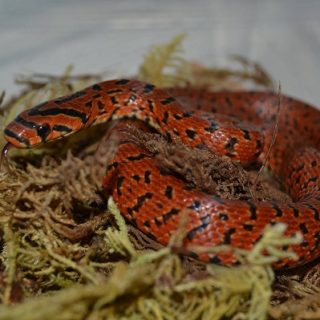 Japanese Forest Rat Snake Facts and Pictures