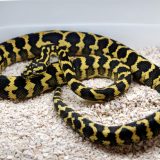 Jungle Carpet Python Facts and Pictures