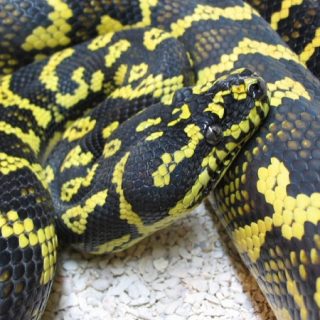 Jungle Carpet Python Facts and Pictures