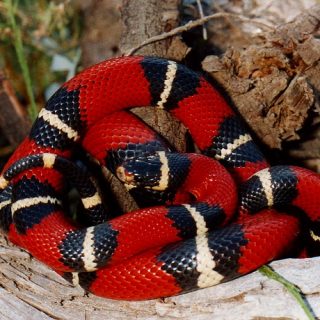 Milk Snake Facts and Pictures