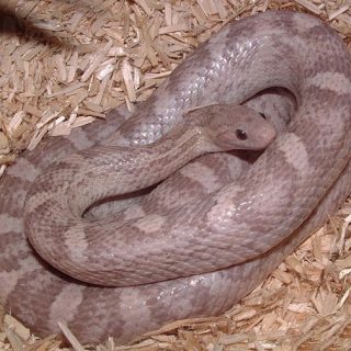 Corn Snake Facts and Pictures