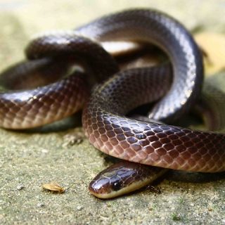 Central Ranges Taipan Facts and Pictures | Reptile Fact