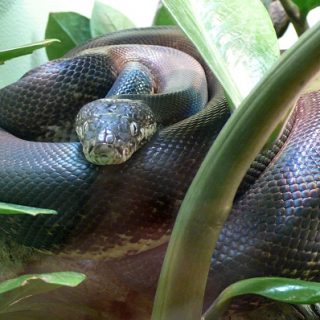 Macklot's Python Facts and Pictures