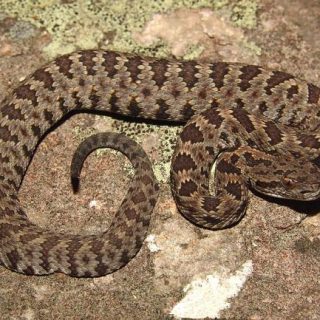 Long-tailed Rattlesnake Facts and Pictures