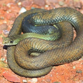 Southern Black Racer Facts and Pictures