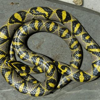 Mandarin Rat Snake Facts and Pictures