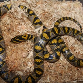 Mandarin Rat Snake Facts and Pictures