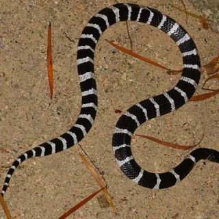 Many-Banded Krait Facts and Pictures