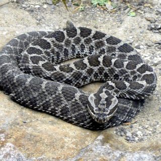 Massasauga Rattlesnake Facts and Pictures