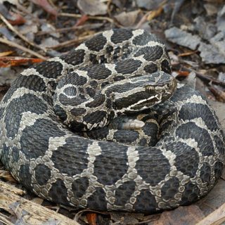 Massasauga Rattlesnake Facts And Pictures