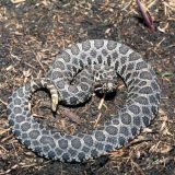 Massasauga Rattlesnake Facts and Pictures