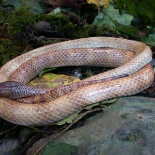 Ikaheka Snake Facts and Pictures