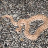 Midget Faded Rattlesnake Facts and Pictures