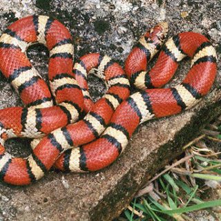 Milk Snake Facts and Pictures