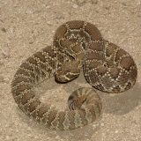 Mojave Rattlesnake Facts and Pictures
