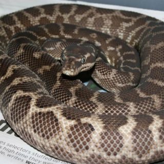 Rough Scaled Python Facts and Pictures