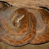 Oenpelli Python Facts and Pictures