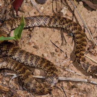 Mud Adder Facts and Pictures