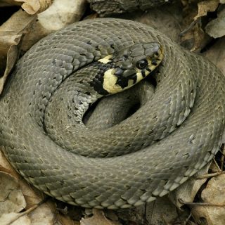 Grass Snake Facts and Pictures