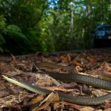 Northern Tree Snake Facts and Pictures