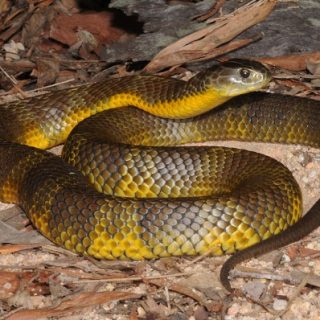 Tiger Snake Facts and Pictures