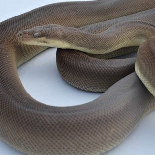 Olive Python Facts and Pictures