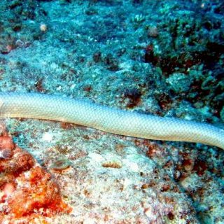 Olive Sea Snake Facts and Pictures