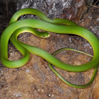 Rough Green Snake Facts and Pictures