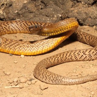 Inland Taipan Facts and Pictures